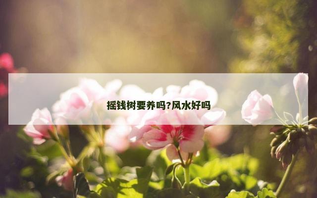 摇钱树要养吗?风水好吗