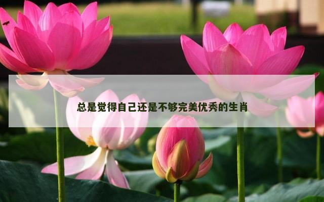总是觉得自己还是不够完美优秀的生肖