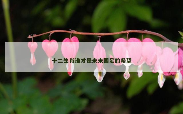 十二生肖谁才是未来国足的希望
