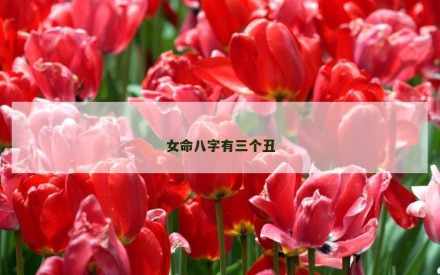 女命八字有三个丑