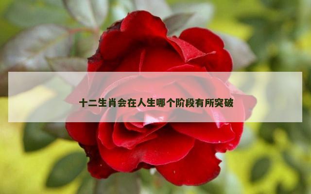 十二生肖会在人生哪个阶段有所突破