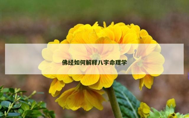 佛经如何解释八字命理学
