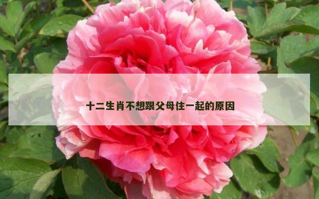 十二生肖不想跟父母住一起的原因