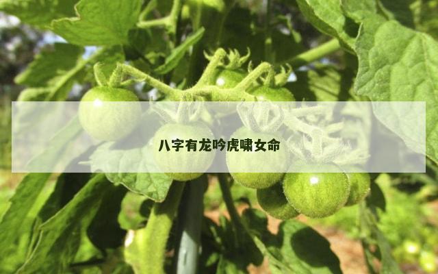 八字有龙吟虎啸女命