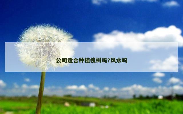 公司适合种植槐树吗?风水吗