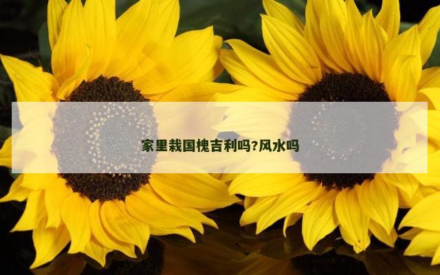 家里栽国槐吉利吗?风水吗