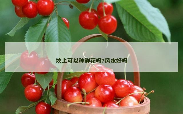 坟上可以种鲜花吗?风水好吗