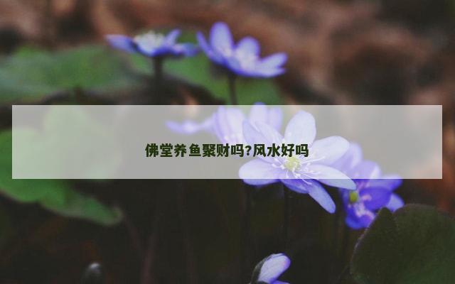 佛堂养鱼聚财吗?风水好吗