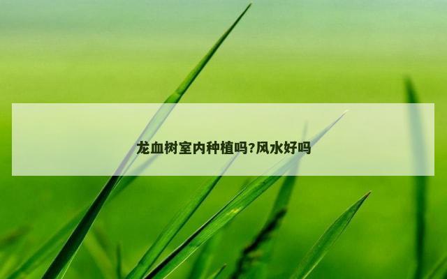 龙血树室内种植吗?风水好吗