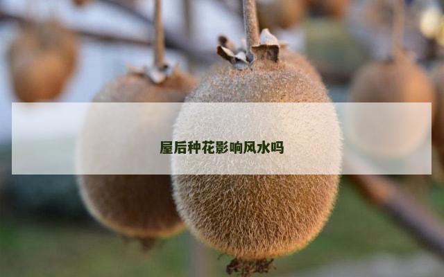 屋后种花影响风水吗