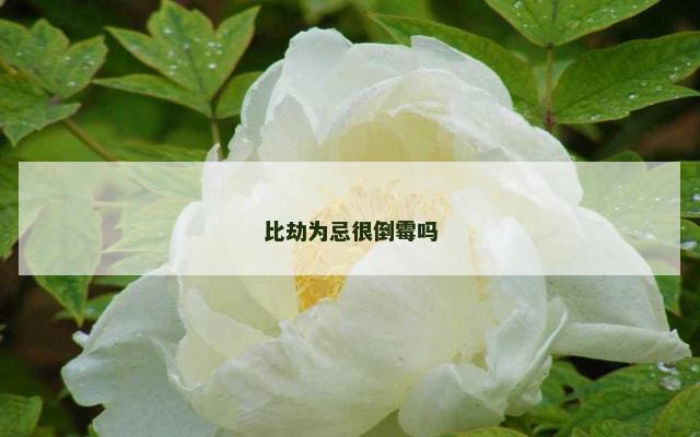 比劫为忌很倒霉吗