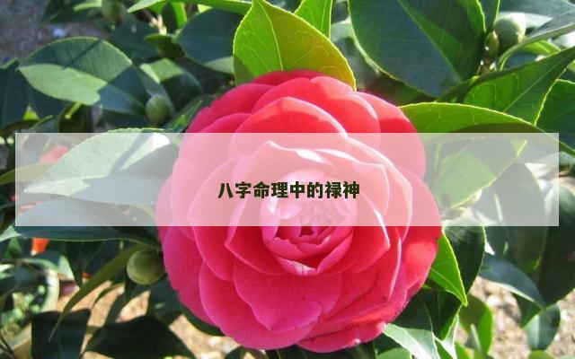 八字命理中的禄神