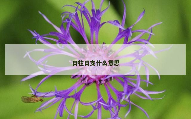 日柱日支什么意思