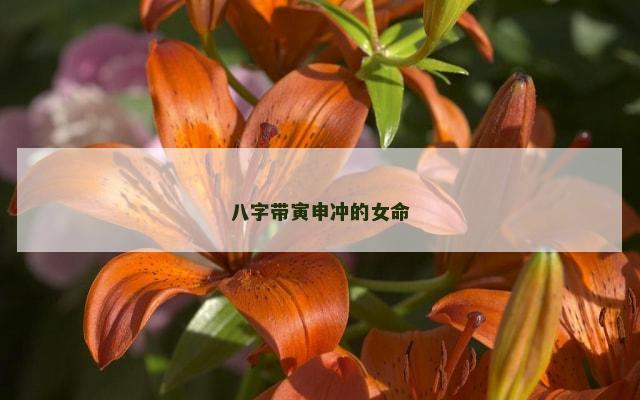 八字带寅申冲的女命