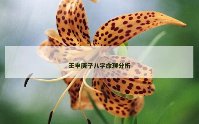 壬申庚子八字命理分析