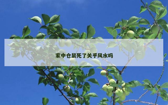 家中仓鼠死了关乎风水吗
