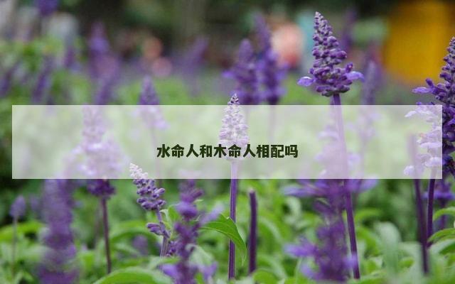 水命人和木命人相配吗
