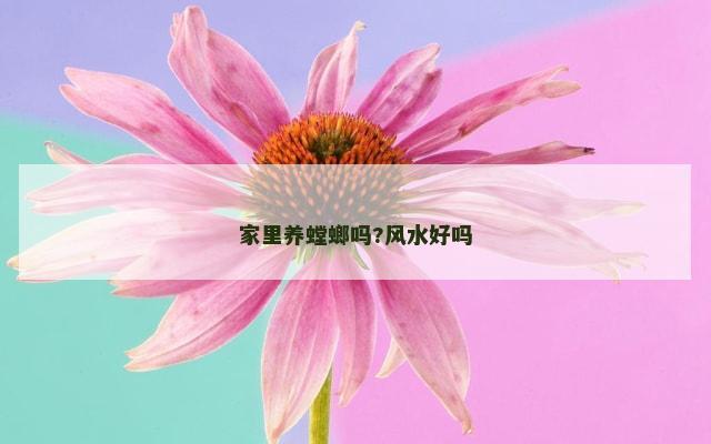 家里养螳螂吗?风水好吗