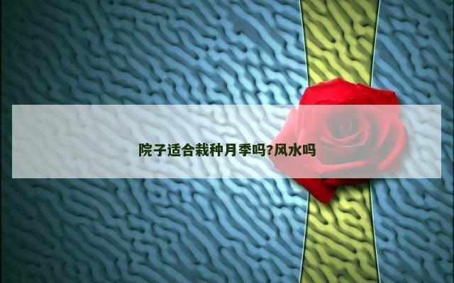 院子适合栽种月季吗?风水吗