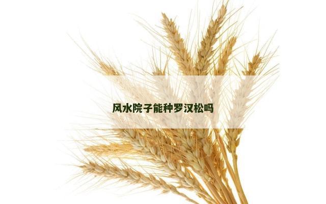 风水院子能种罗汉松吗