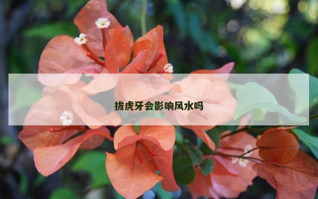 拔虎牙会影响风水吗