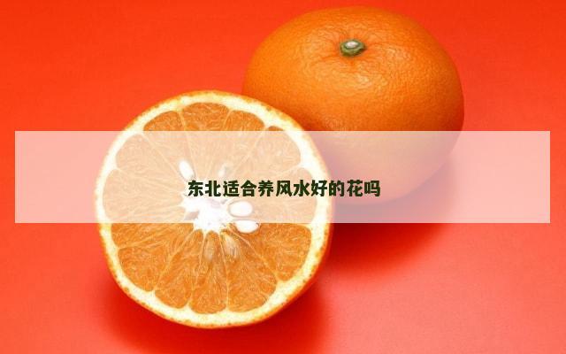 东北适合养风水好的花吗