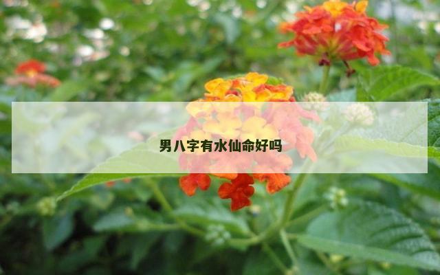 男八字有水仙命好吗