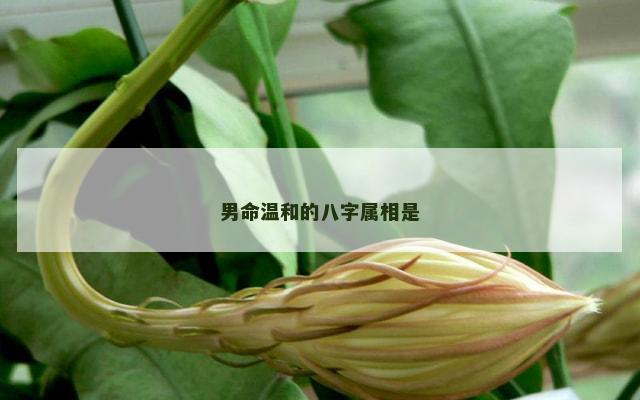 男命温和的八字属相是