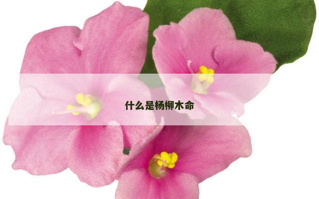什么是杨柳木命