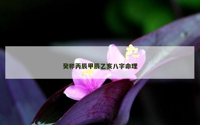 癸卯丙辰甲辰乙亥八字命理