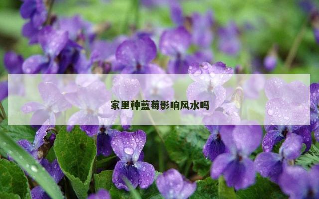 家里种蓝莓影响风水吗