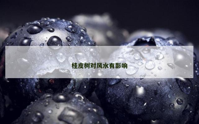 桂皮树对风水有影响