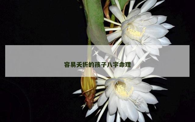 容易夭折的孩子八字命理
