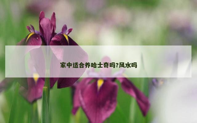 家中适合养哈士奇吗?风水吗
