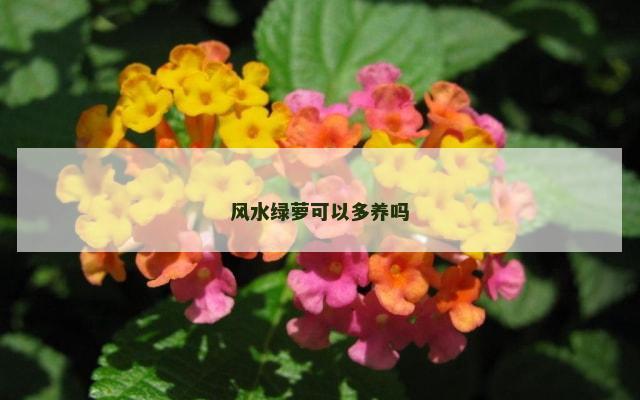 风水绿萝可以多养吗