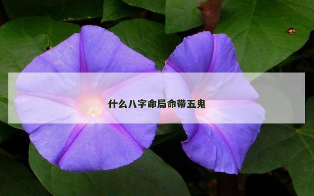 什么八字命局命带五鬼