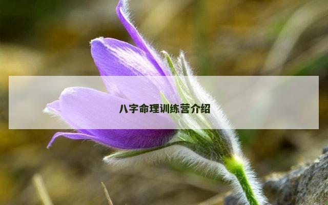 八字命理训练营介绍