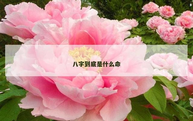 八字到底是什么命