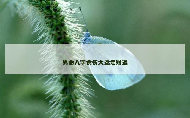 男命八字食伤大运走财运