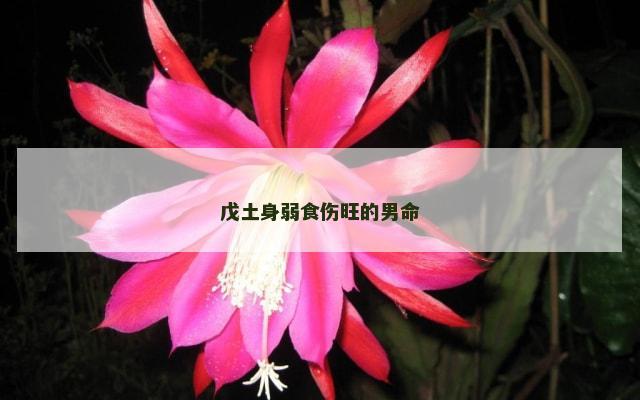 戊土身弱食伤旺的男命