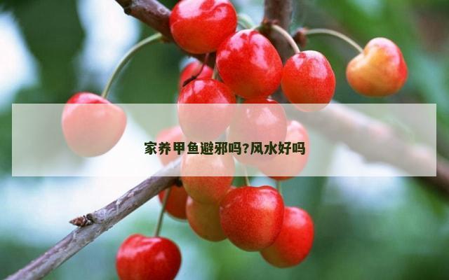 家养甲鱼避邪吗?风水好吗
