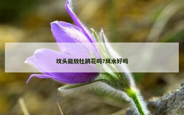 坟头能放杜鹃花吗?风水好吗