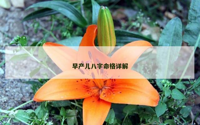早产儿八字命格详解