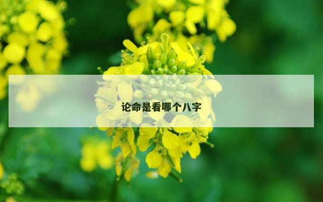 论命是看哪个八字