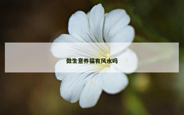 做生意养猫有风水吗