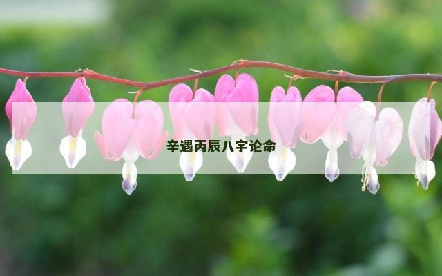 辛遇丙辰八字论命