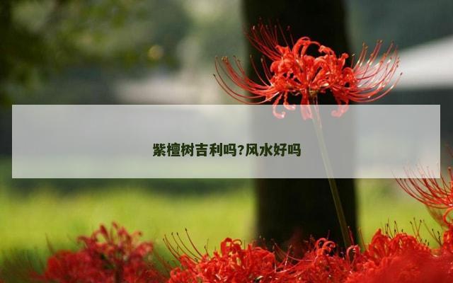 紫檀树吉利吗?风水好吗