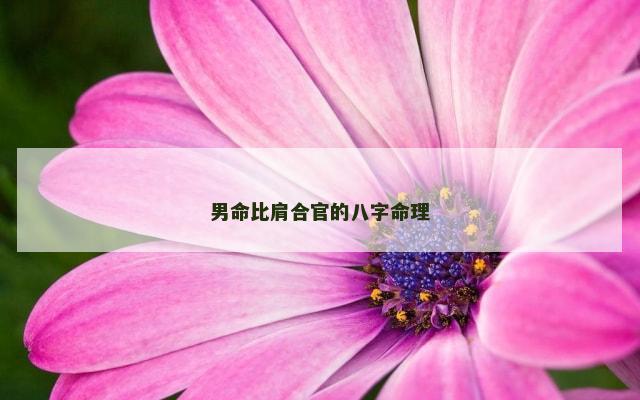 男命比肩合官的八字命理