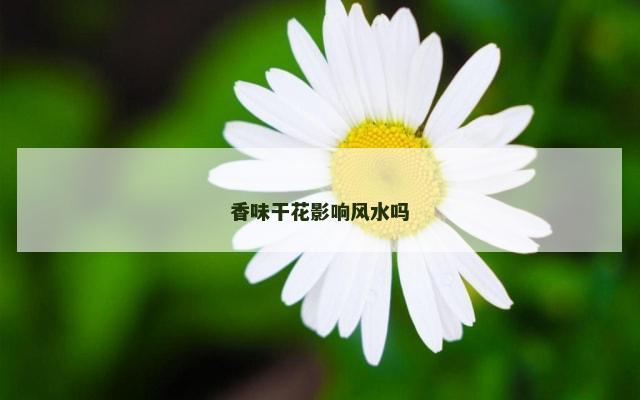 香味干花影响风水吗