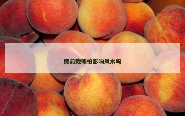 房前栽侧柏影响风水吗